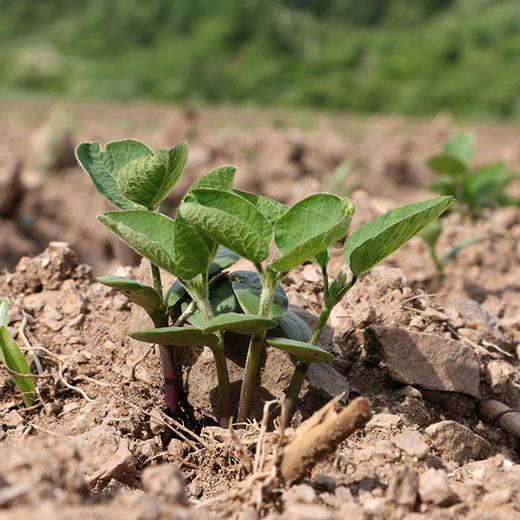 「绿芯黑豆」自然种植   农家自产  丰富宝宝膳食的五谷杂粮 商品图4