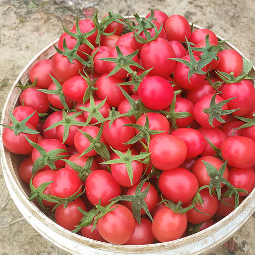 小西红柿真实图片