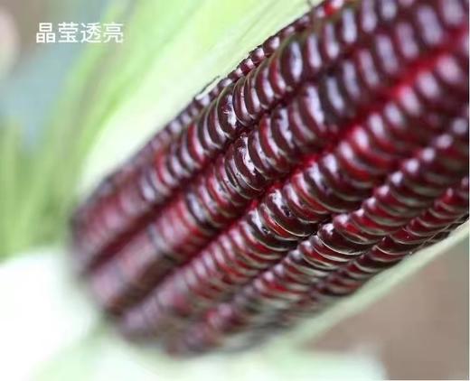 农科院黑玉米 商品图2