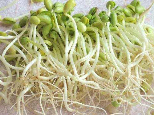 绿豆芽 约500g 商品图1