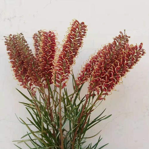 “杨月季”品牌～银桦花（双色） 商品图3