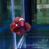 金透红小丑-断纹 商品缩略图3