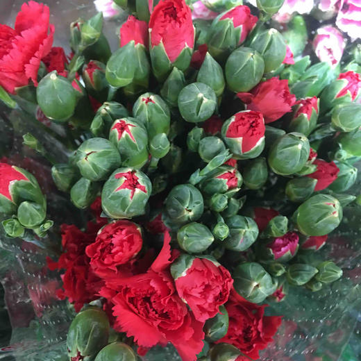 云南DT多头康乃馨-红色-20枝/扎 商品图0