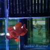 金透红小丑-断纹 商品缩略图1