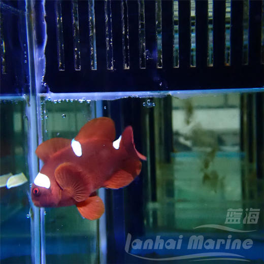 金透红小丑-断纹 商品图1