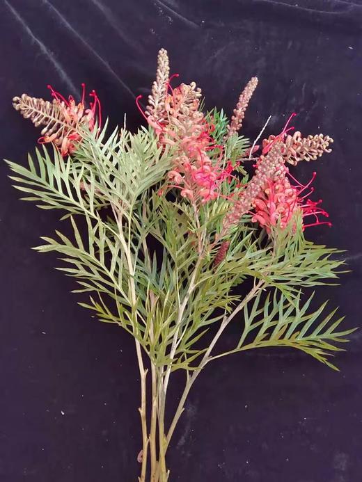 “杨月季”品牌－银桦花家族系列 商品图1