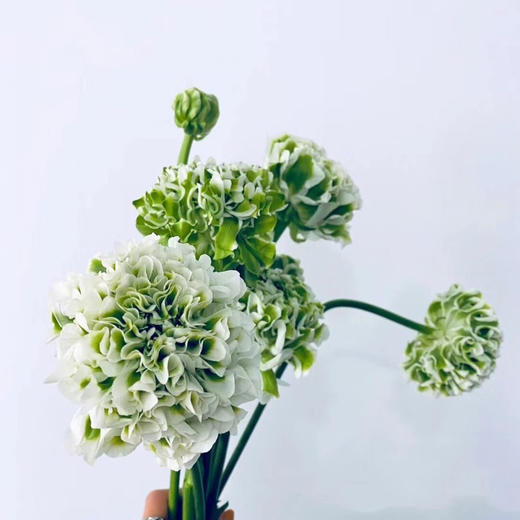 配花.锦鲤洋牡丹-白绿 商品图0