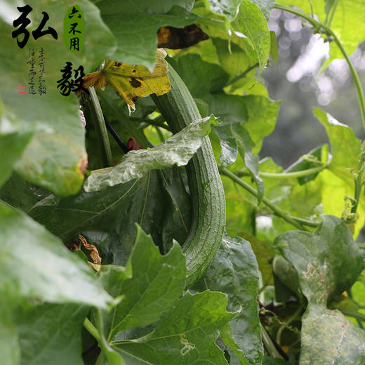 【弘毅六不用生态农场】六不用 丝瓜瓤 洗碗用 3段/份 商品图2