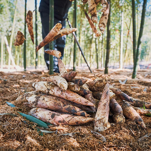 [屁侠推荐]新鲜脆嫩 肉质肥厚 现挖现发 浙江临安2026年当季春笋 商品图5