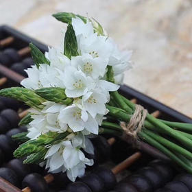 配花-雀梅-白色-10支