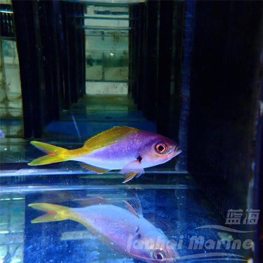 黄蓝梅鲷 商品图3