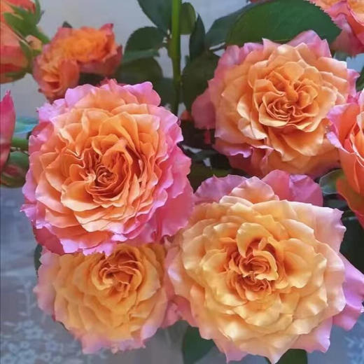 国产玫瑰-火灵鸟-18-20支 商品图0