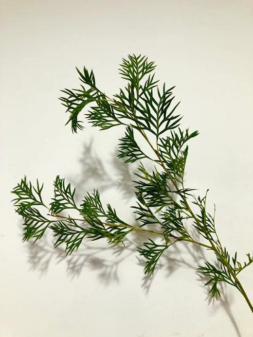 “杨月季”品牌－银桦花家族系列 商品图3