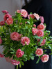 蝴蝶洋牡丹【你若盛开，蝴蝶自来】简小姐精选 稀有新品温柔蝴蝶洋牡丹  下单48小时发货 两件顺丰包邮 商品缩略图11