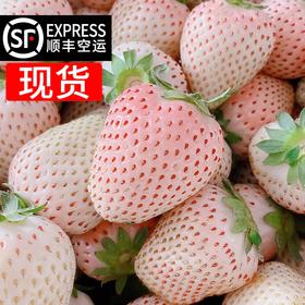  草莓界的『白雪公主』，日本人论颗吃，我们论斤吃 