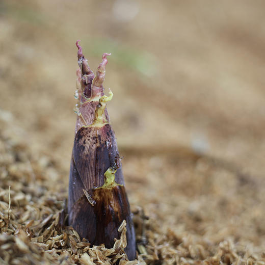 [屁侠推荐]新鲜脆嫩 肉质肥厚 现挖现发 浙江临安2026年当季春笋 商品图3