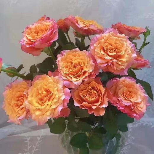 国产玫瑰-火灵鸟-18-20支 商品图1