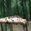 [屁侠推荐]新鲜脆嫩 肉质肥厚 现挖现发 浙江临安2026年当季春笋 商品缩略图6