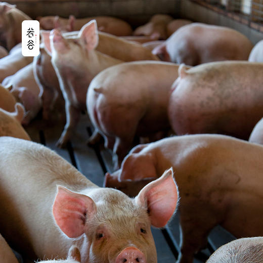 恩施猪肉五花腊肉正宗农家自制烟熏腊肉 商品图2