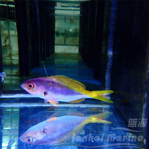 黄蓝梅鲷 商品图4