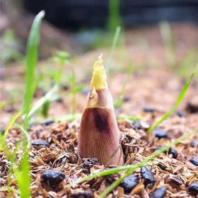 已下架 | 临安天目山春笋4斤装（带壳） 新鲜现挖竹笋 吃新鲜春笋“刮油”[福利品]