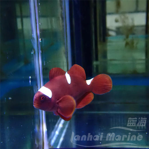 金透红小丑-断纹 商品图2