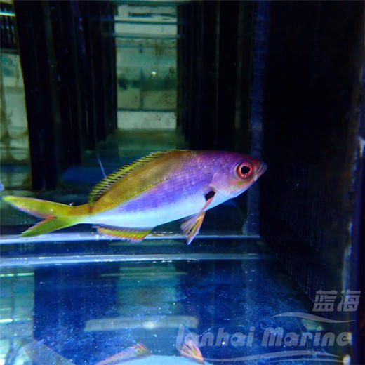 黄蓝梅鲷 商品图2