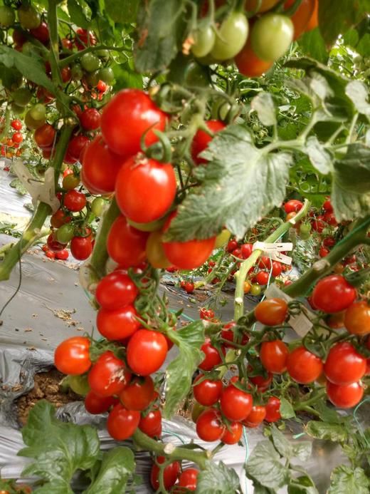 蔬菜不同时期的温度管理 商品图0