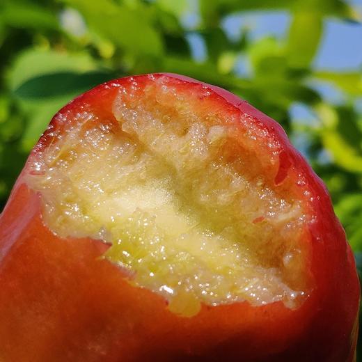 海南 南鹿一号  黑糖芭比 莲雾 商品图3