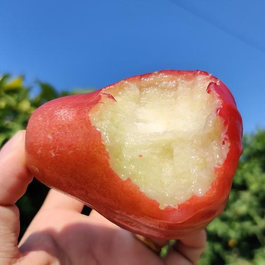 海南 南鹿一号  黑糖芭比 莲雾 商品图1