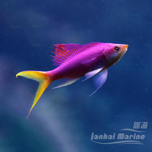 紫后 公 商品图2