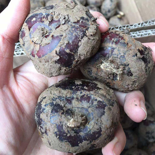 广西荔浦旱地马蹄，果实圆润饱满，脆甜无渣，现挖现发~ 商品图1