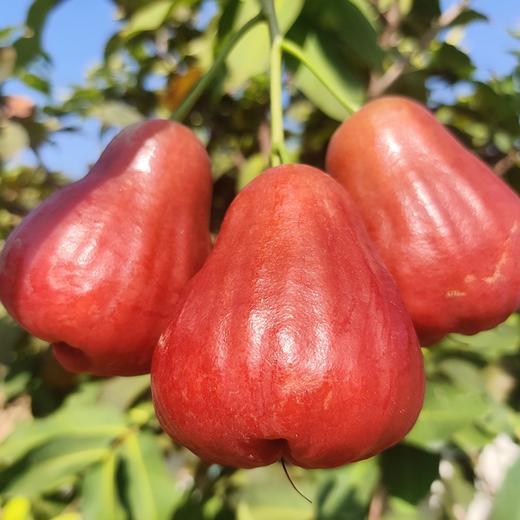 海南 南鹿一号  黑糖芭比 莲雾 商品图4