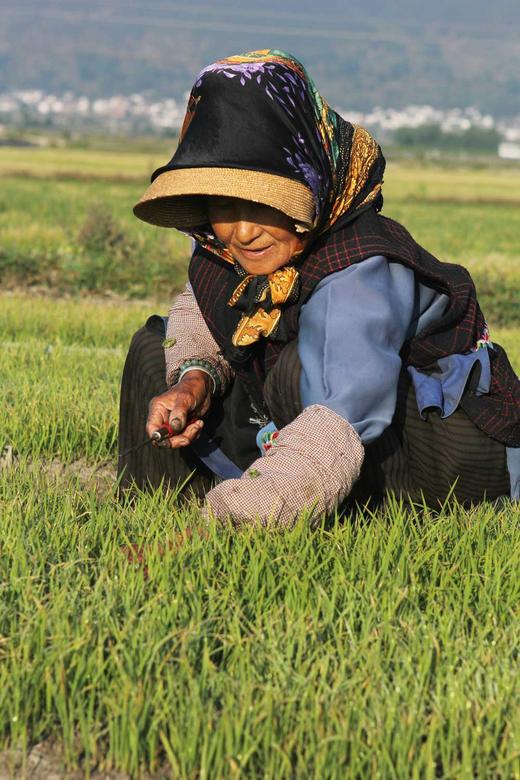 象牙米 | 有机 商品图1