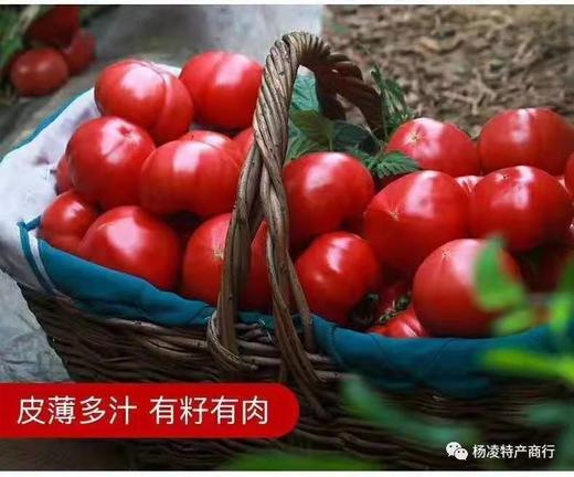 垄畔优品水果西红柿 商品图4