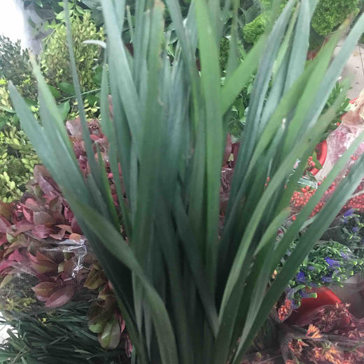 配花-丝带草(春兰叶) 商品图0