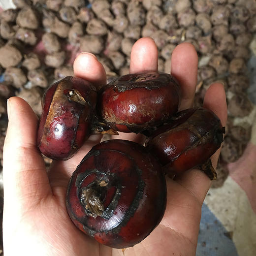 广西荔浦旱地马蹄，果实圆润饱满，脆甜无渣，现挖现发~ 商品图2