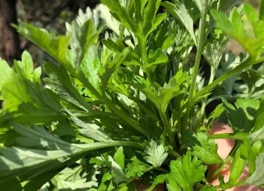 农家手工艾粑 （任意俩盒广东省内顺丰包邮） 商品图3