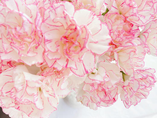 康乃馨【 时间是让人猝不及防的东西，偷走了青丝，留住你】简小姐精选 稀有康乃馨  2件包邮 下单48小时发货 商品图4