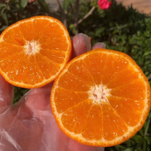 炫蜜柑