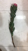 进口花-南非布兰达公主-1支/扎 商品缩略图1