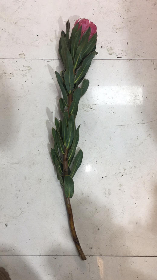 进口花-南非布兰达公主-1支/扎 商品图1