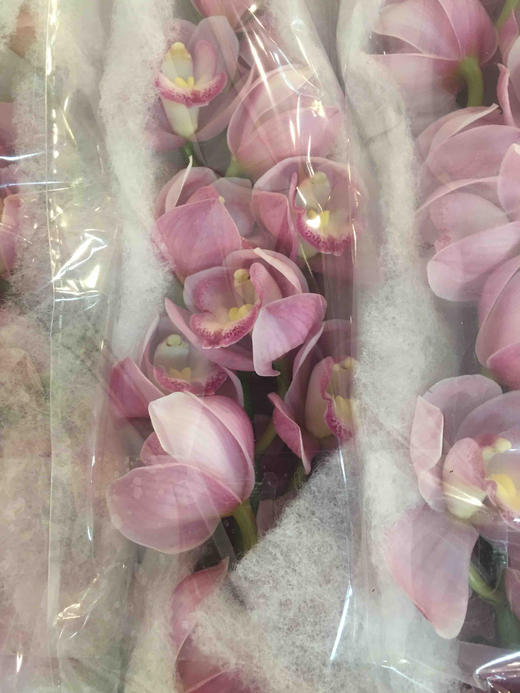 配花-大花蕙兰-粉色-1支 商品图1