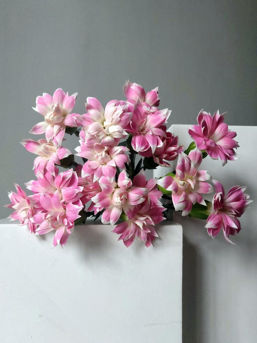 康乃馨【 时间是让人猝不及防的东西，偷走了青丝，留住你】简小姐精选 稀有康乃馨  2件包邮 下单48小时发货 商品图7