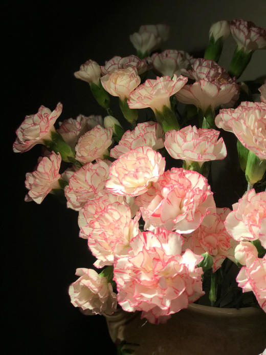 康乃馨【 时间是让人猝不及防的东西，偷走了青丝，留住你】简小姐精选 稀有康乃馨  2件包邮 下单48小时发货 商品图8