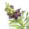 荷兰花材 | 大贝母紫黑色Persica 商品缩略图6