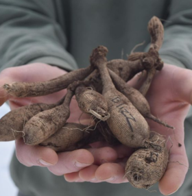荷兰进口大丽花种球