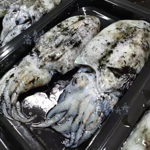 【野生】活冻小墨鱼 商品图4