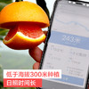 产地直发 | 现摘秭归中华红血橙 历经霜雪更红润多汁 酸甜可口 水果界VC 商品缩略图4