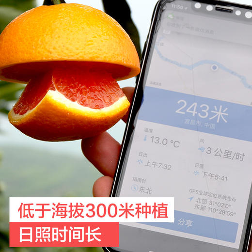 产地直发 | 现摘秭归中华红血橙 历经霜雪更红润多汁 酸甜可口 水果界VC 商品图4